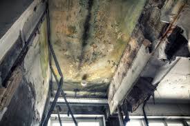 Professional Mold Removal Services in Monrovia, MD